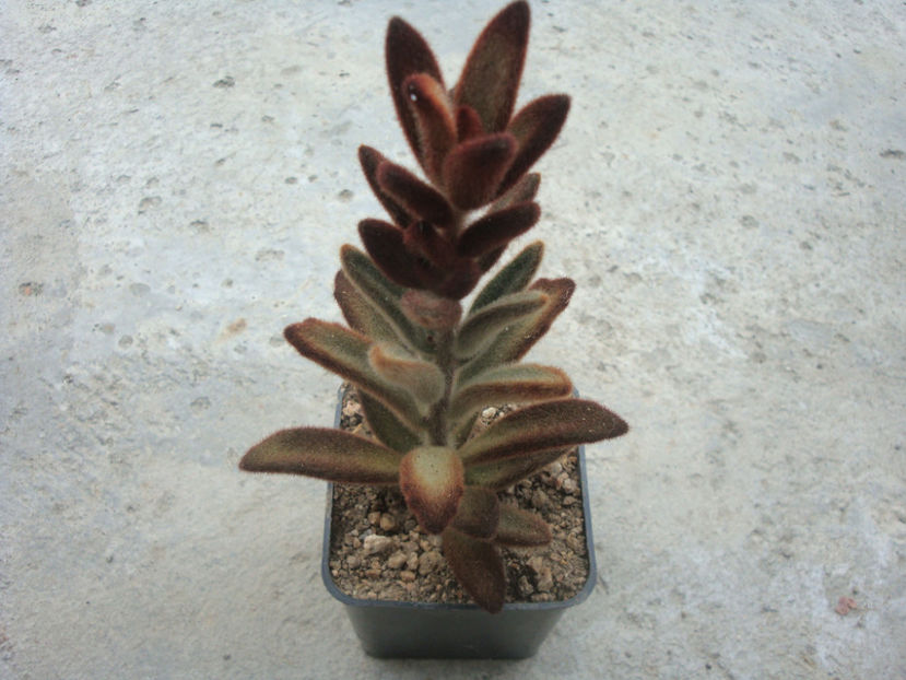 Kalanchoe tomentosa cv. Chocolate Soldier - Genul Kalanchoe