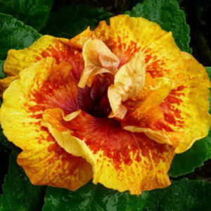 IMMA Firefly - SEMINTE MIX HIBISCUS