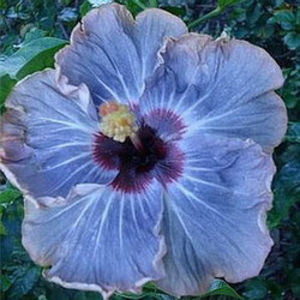 Moorea My Island - SEMINTE MIX HIBISCUS