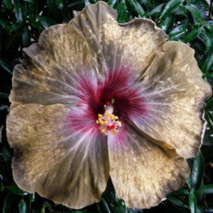 BMMA Apres un Reve - SEMINTE MIX HIBISCUS