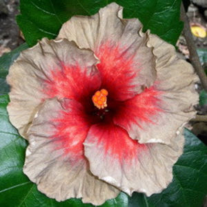 NMMA Pianosa - SEMINTE MIX HIBISCUS