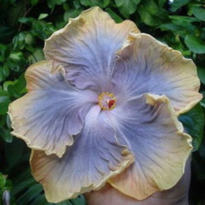 Moorea Bronwyn Field - SEMINTE MIX HIBISCUS