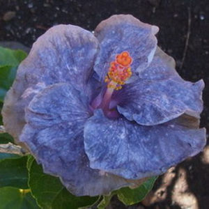 Moorea Ocean Blue - SEMINTE MIX HIBISCUS