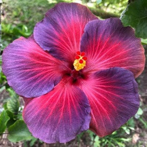 Nightfire - SEMINTE MIX HIBISCUS