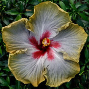 AMMA Wild Attraction - SEMINTE MIX HIBISCUS