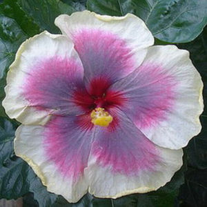 Moorea Rainbow Ian - SEMINTE MIX HIBISCUS