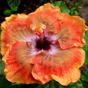 JMMA Nanihia - SEMINTE MIX HIBISCUS