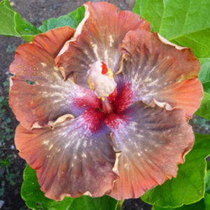 Moorea Grumpy - SEMINTE MIX HIBISCUS