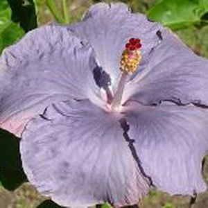 Moorea Zermatt - SEMINTE MIX HIBISCUS