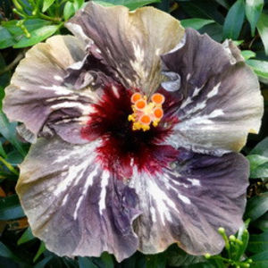 OMMA Lord of Light - SEMINTE MIX HIBISCUS