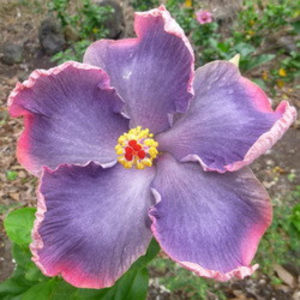 Moorea Lovely Treasure - SEMINTE MIX HIBISCUS