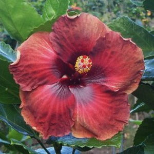 Moorea Tamahana - SEMINTE MIX HIBISCUS