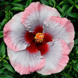 OMMA A Wanted Woman - SEMINTE MIX HIBISCUS