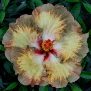 RMMA Golden Handcuffs - SEMINTE MIX HIBISCUS