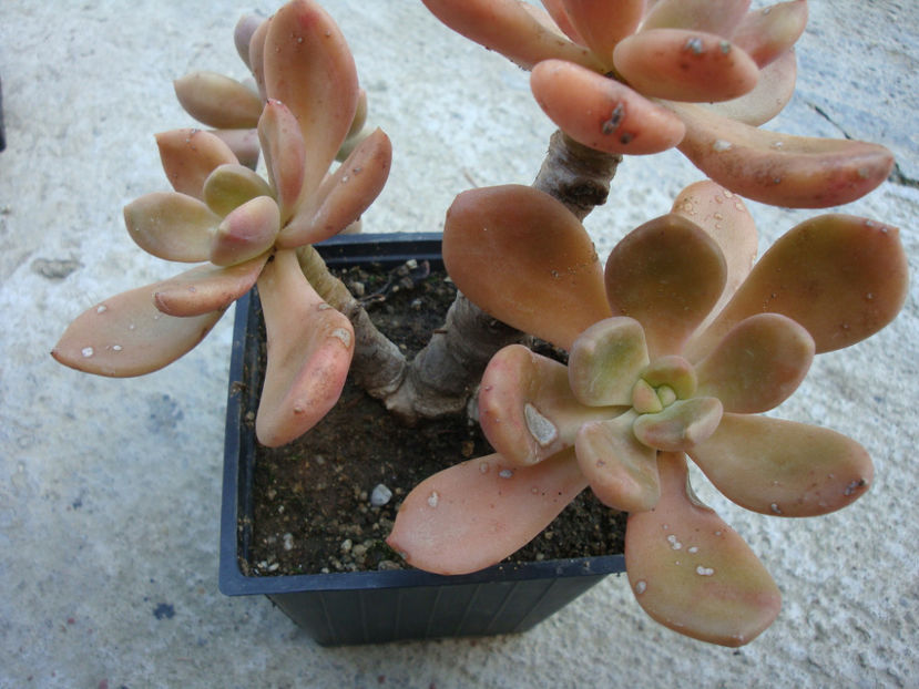 Pachyveria 'King Midas' - Genul Pachyveria