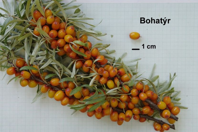 Bohatyr - Catina - soiuri straine