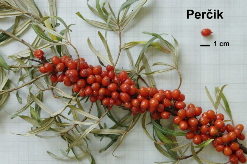 Percik - Catina - soiuri straine