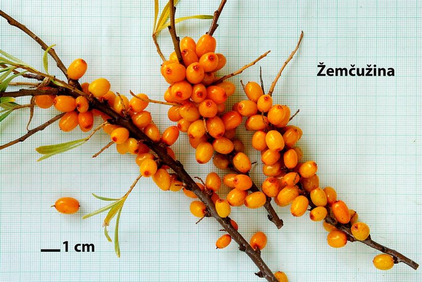 Zemcuzina - Catina - soiuri straine