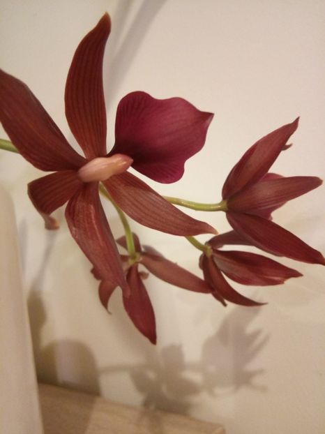  - florile mele dragi