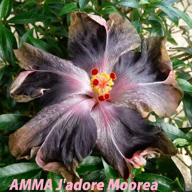 Amma J;adore Moorea - SEMINTE MIX HIBISCUS