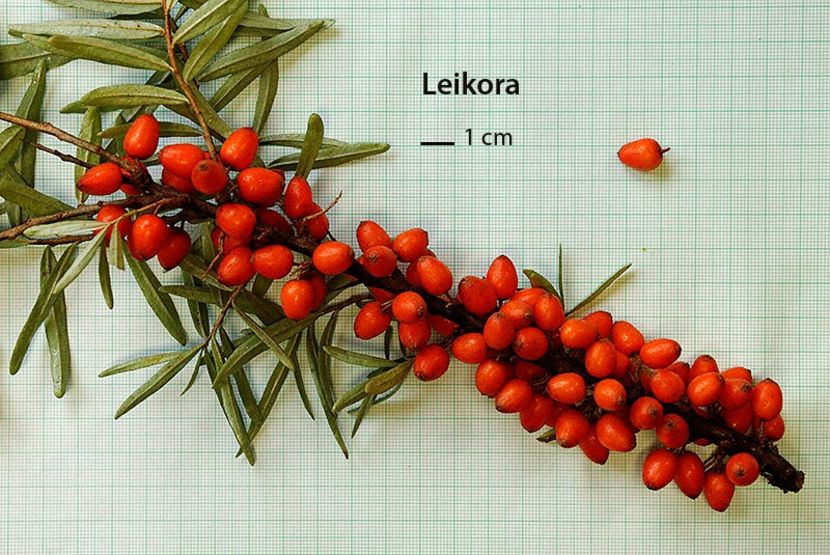 Leikora - Catina - soiuri straine