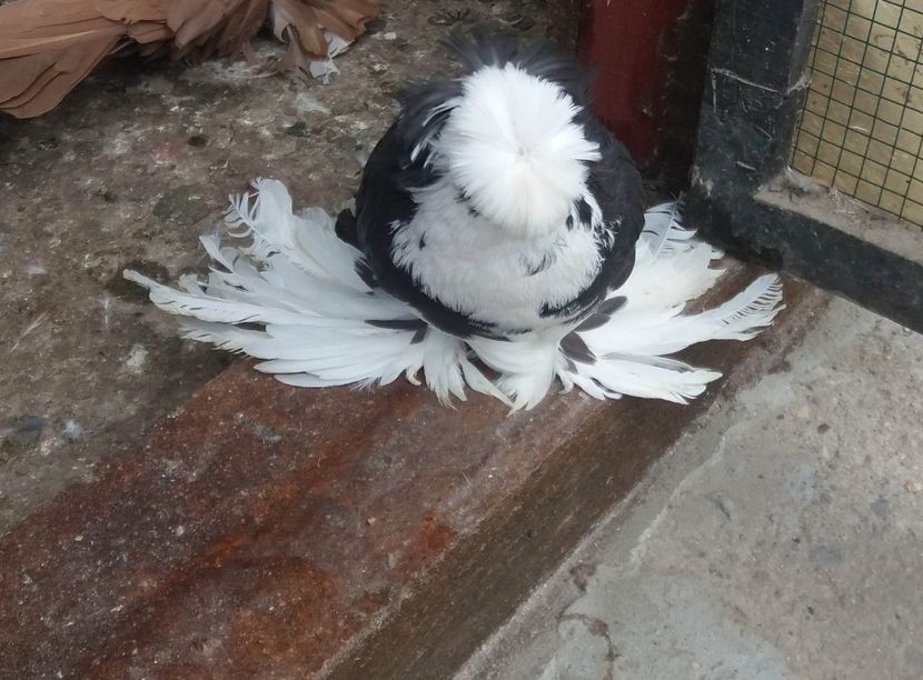  - TOBOSARI DE BUHARA