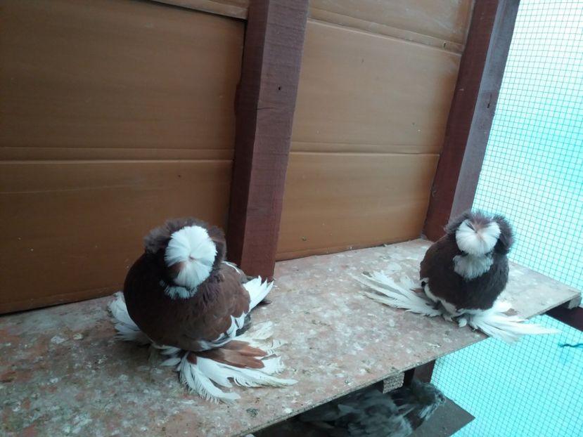  - TOBOSARI DE BUHARA