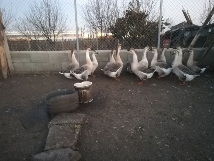  - Boboci de gasca africana 2018