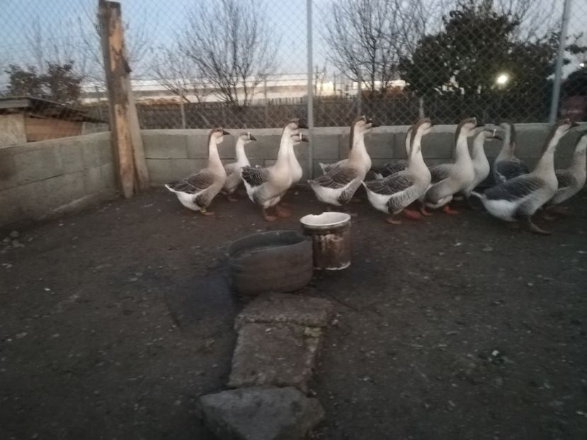  - Boboci de gasca africana 2018