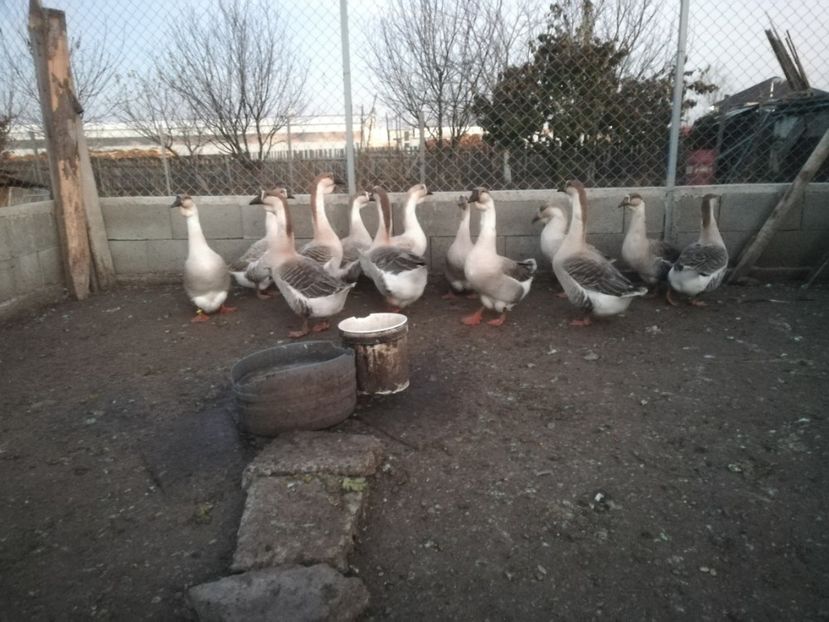  - Boboci de gasca africana 2018