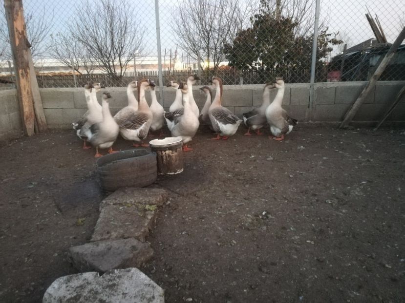  - Boboci de gasca africana 2018