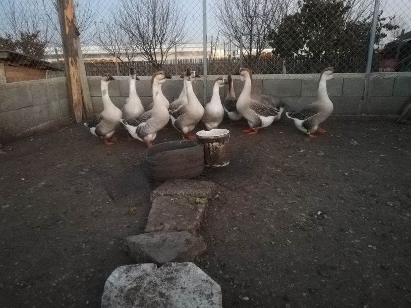  - Boboci de gasca africana 2018