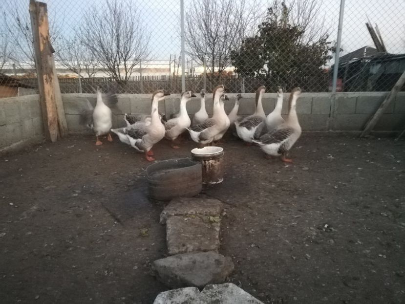  - Boboci de gasca africana 2018