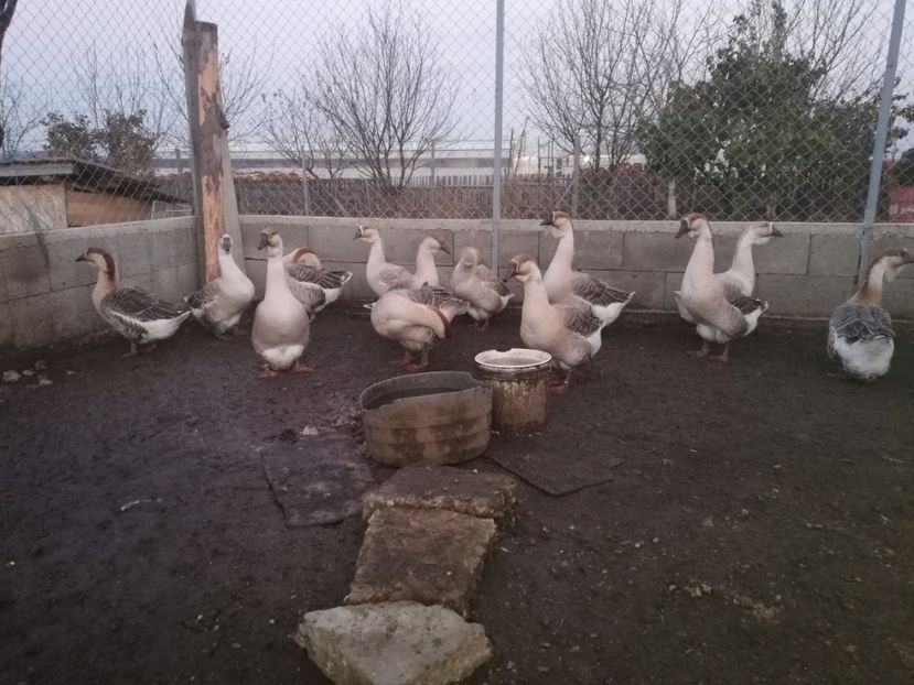  - Boboci de gasca africana 2018