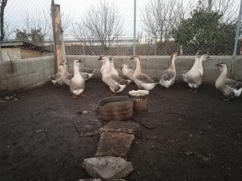  - Boboci de gasca africana 2018