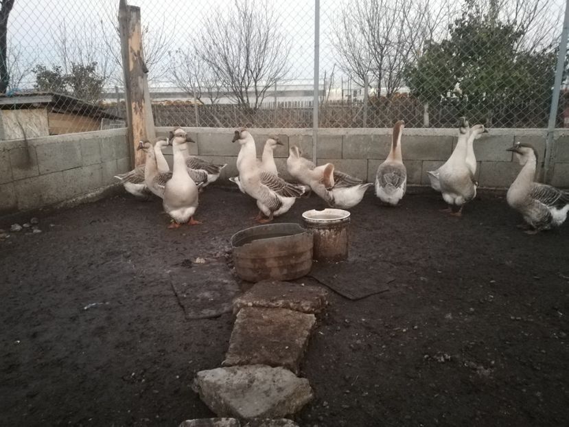  - Boboci de gasca africana 2018