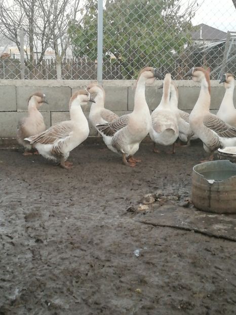  - Boboci de gasca africana 2018