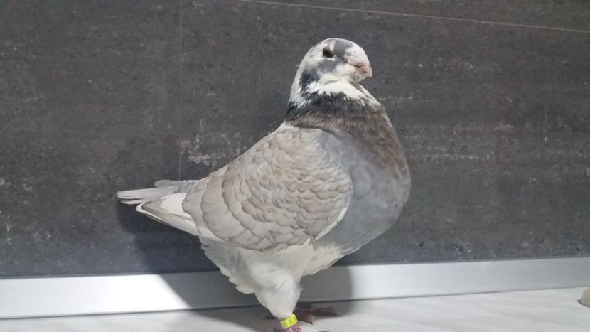 0-1 2017 - matca 2019