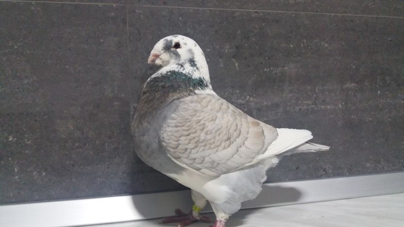 0-1 2017 - matca 2019