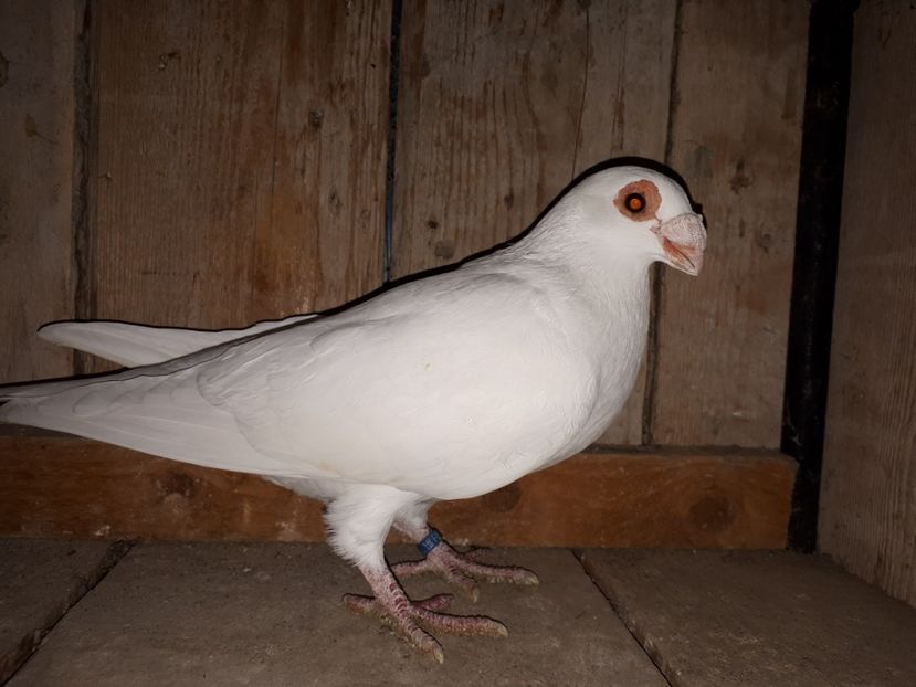 F - H3 _ tineret 2018