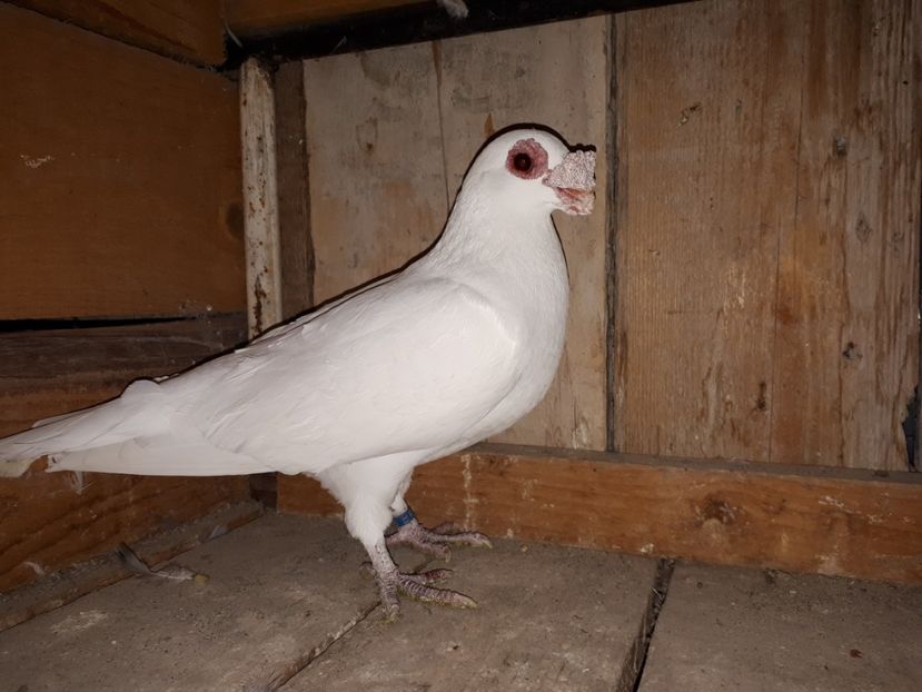 M vîndut - H3 _ tineret 2018