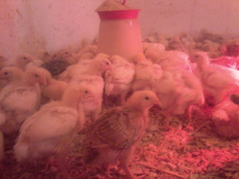  - animale din gospodarie