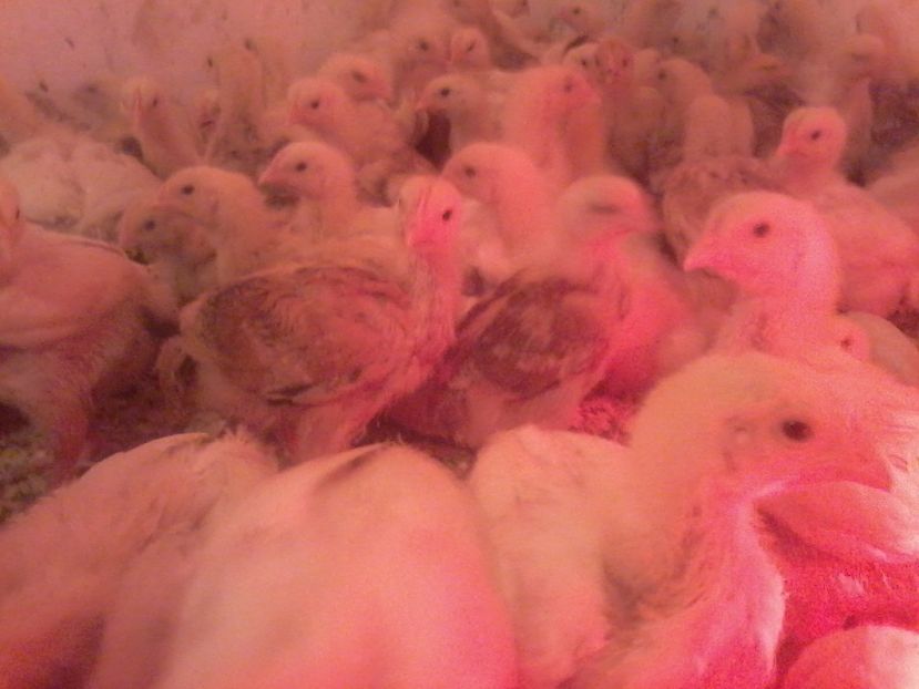  - animale din gospodarie