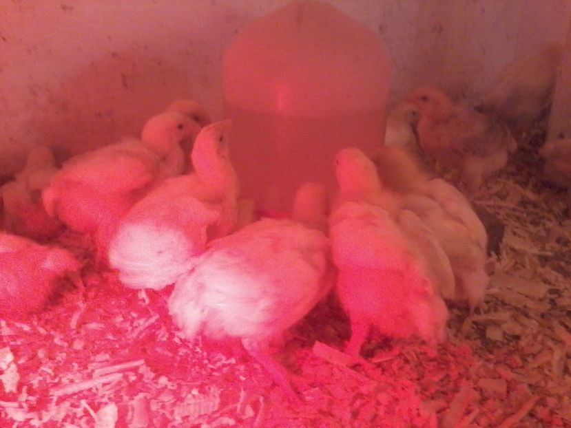  - animale din gospodarie