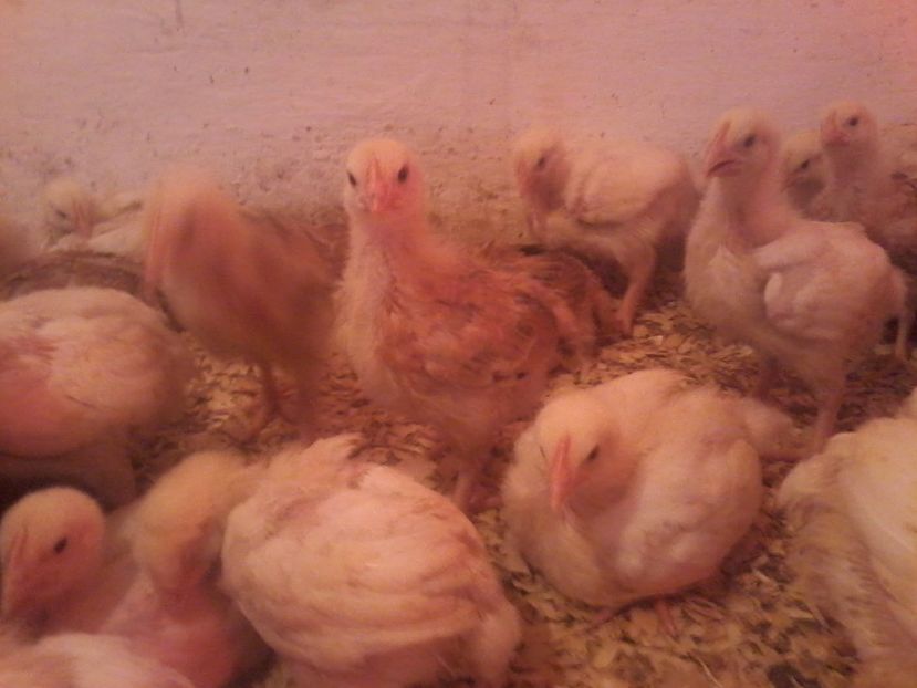  - animale din gospodarie