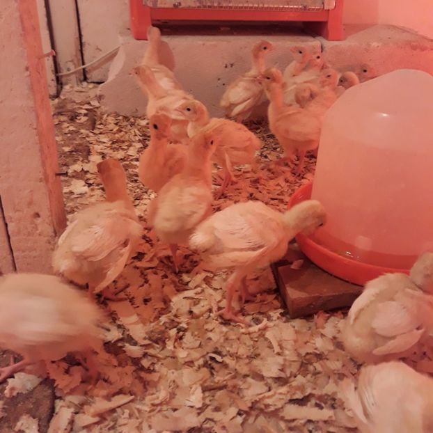 019 (2) - animale din gospodarie