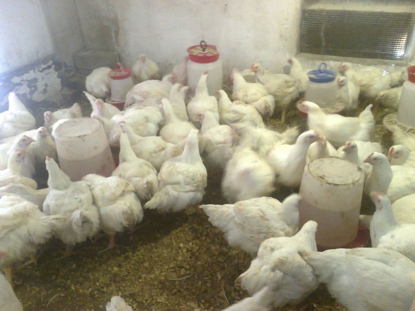 2356 (3) - animale din gospodarie