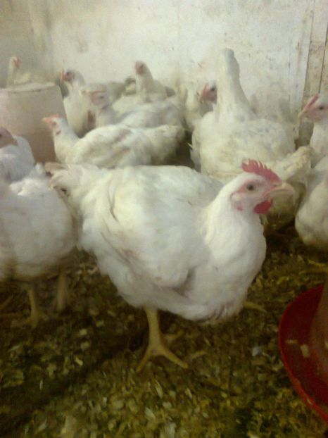 2358 (3) - animale din gospodarie