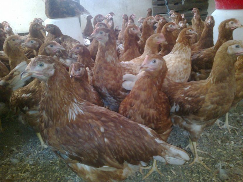  - animale din gospodarie