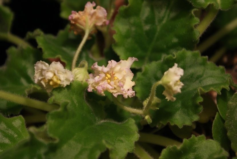 Ajohn s Winter Sun - AA Violete in colecție poze net